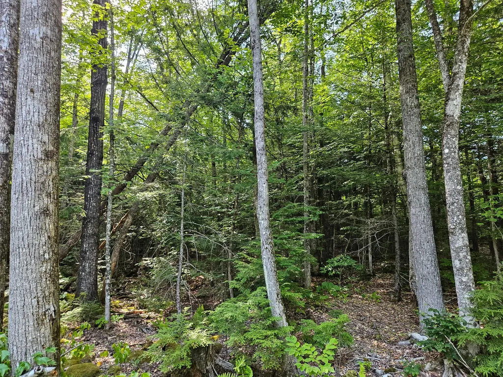 M U10 L6 Loon Cove Lane Strong ME 04983