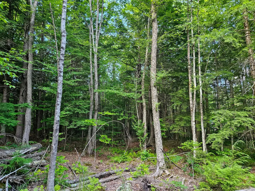M U10 L6 Loon Cove Lane Strong ME 04983
