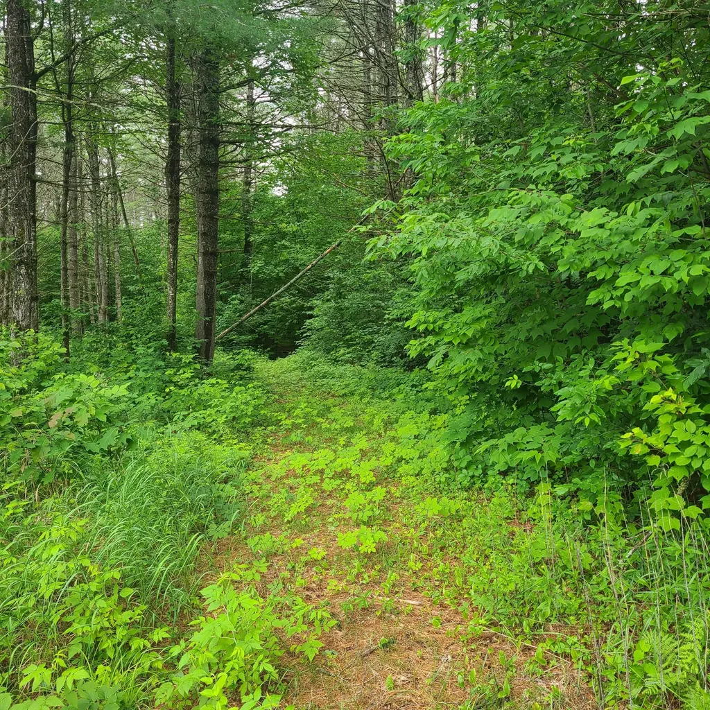 31 Flat Road Bethel ME 04217