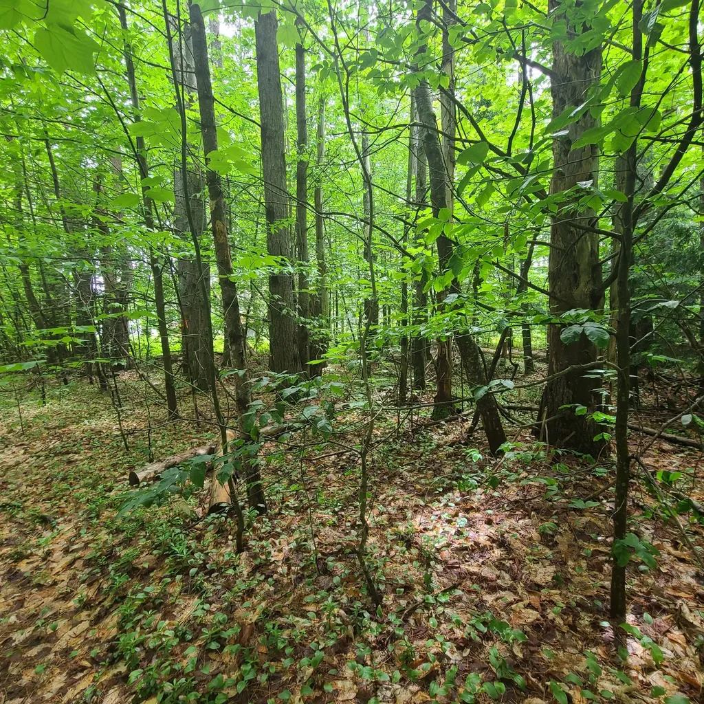31 Flat Road Bethel ME 04217