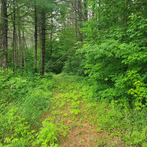 31 Flat Road Bethel ME 04217