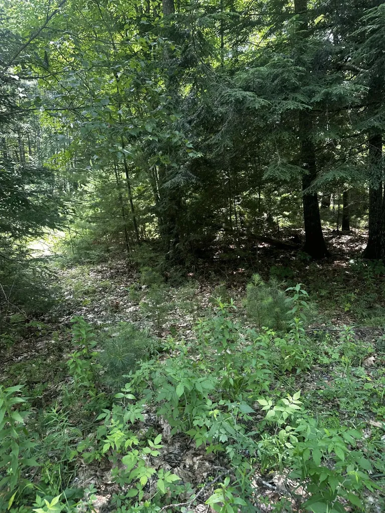 25 Cottage Lane Orland ME 04472