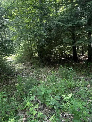 25 Cottage Lane Orland ME 04472