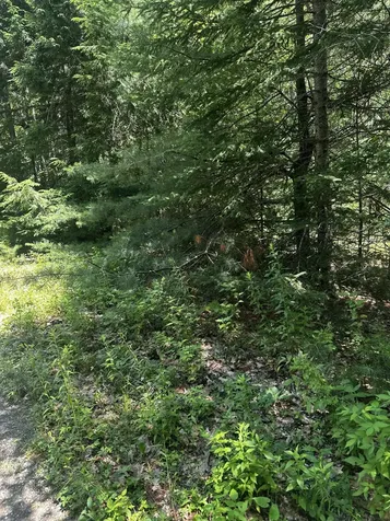 25 Cottage Lane Orland ME 04472
