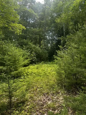 25 Cottage Lane Orland ME 04472