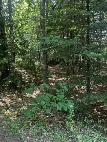 25 Cottage Lane Orland ME 04472