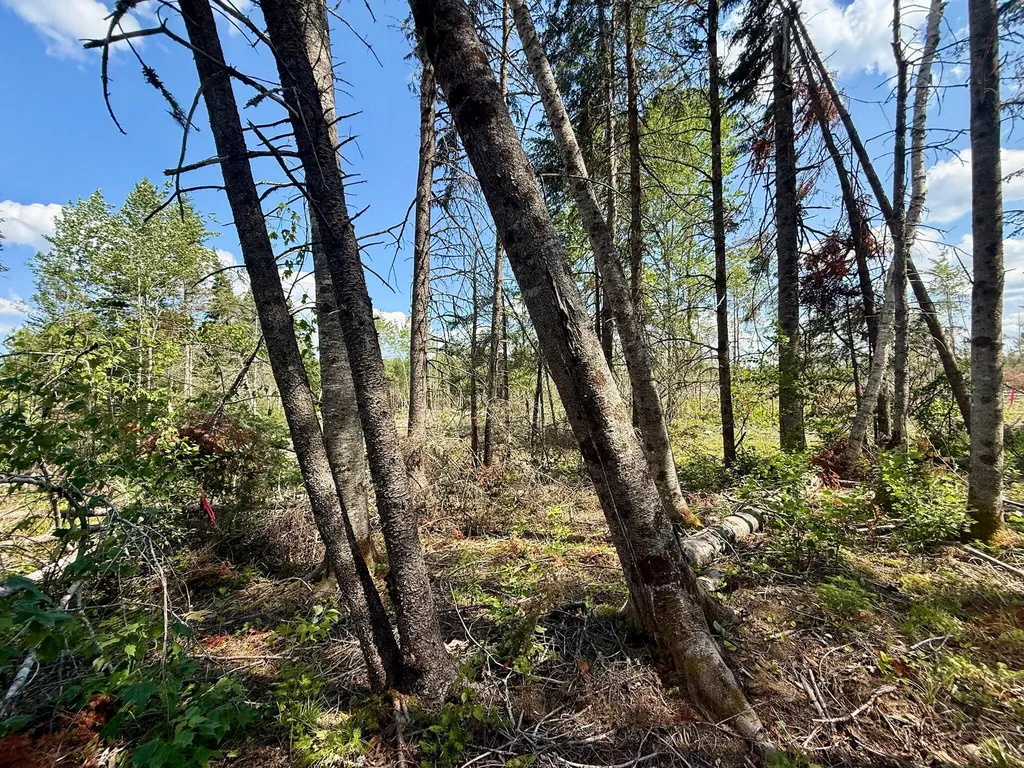 Tbd Loon Bay Road Dyer Twp ME 04492