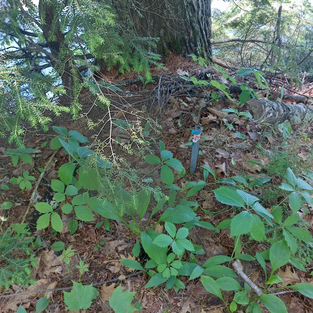 Lot 25a Sokokis Road Sebago ME 04029