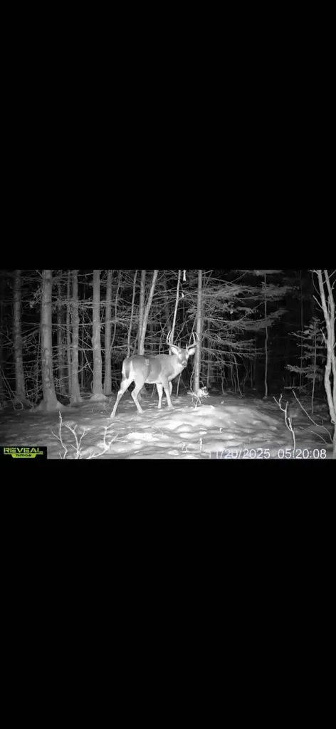 10 Eveleth Road Shirley ME 04485