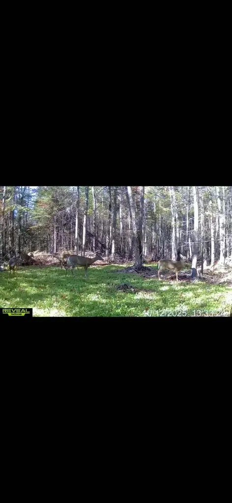 10 Eveleth Road Shirley ME 04485