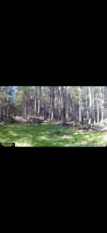 10 Eveleth Road Shirley ME 04485