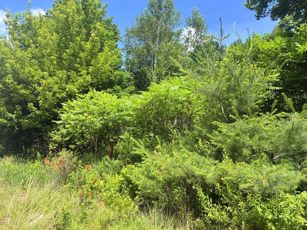 Lot 29 Auburn Road Peru ME 04290