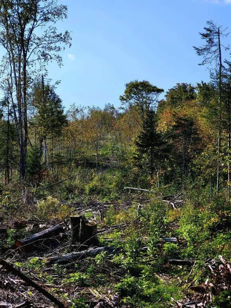 Lot 7 Brown Road Oakfield ME 04763