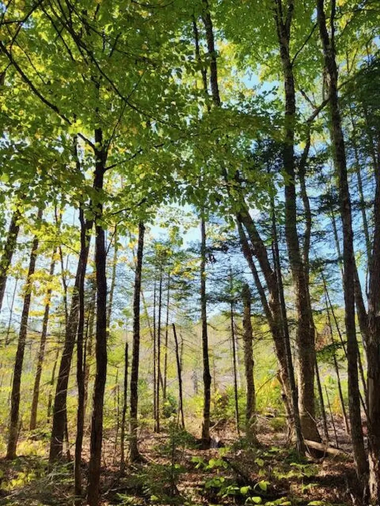 Lot 7 Brown Road Oakfield ME 04763