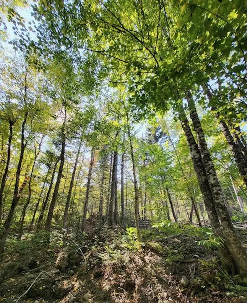 Lot 7 Brown Road Oakfield ME 04763