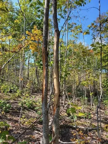 Lot 7 Brown Road Oakfield ME 04763