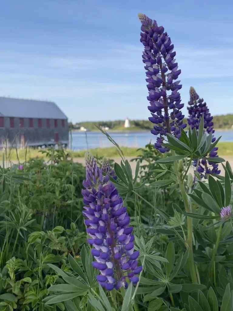54 Water Street Lubec ME 04652