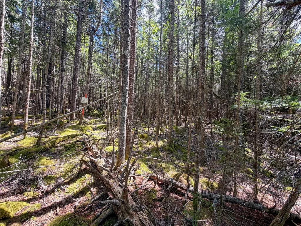 Lot 80 Yoho Head Road Machiasport ME 04655