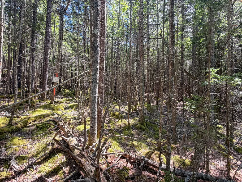 Lot 80 Yoho Head Road Machiasport ME 04655