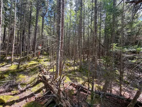 Lot 80 Yoho Head Road Machiasport ME 04655