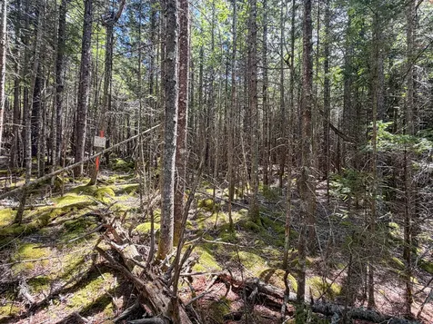 Lot 80 Yoho Head Road Machiasport ME 04655