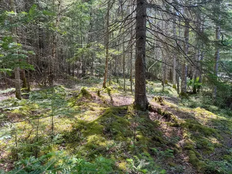 Lot 80 Yoho Head Road Machiasport ME 04655