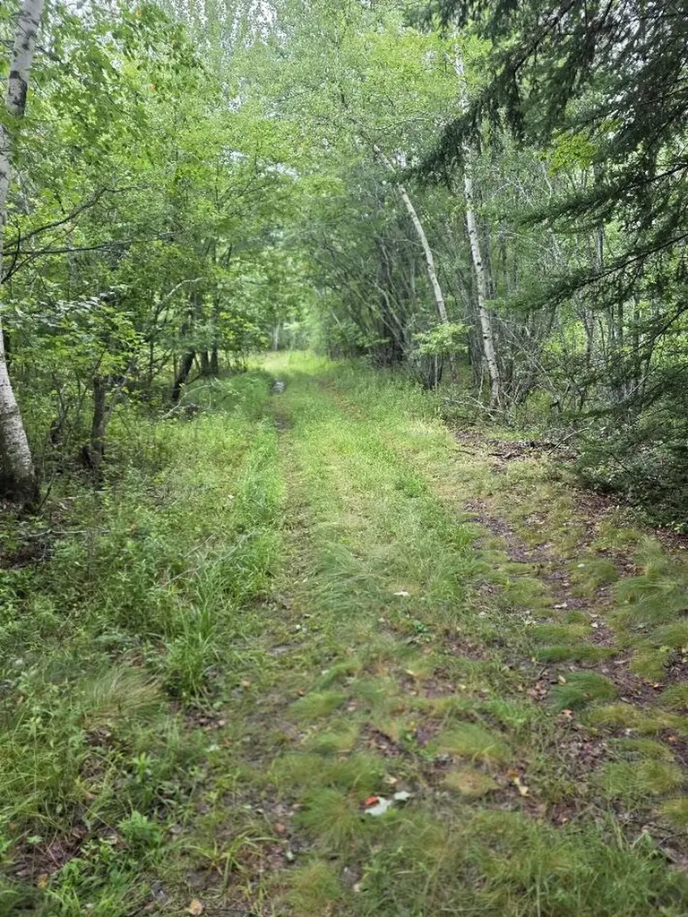 Lot 175 Poplar Lane Milbridge ME 04658