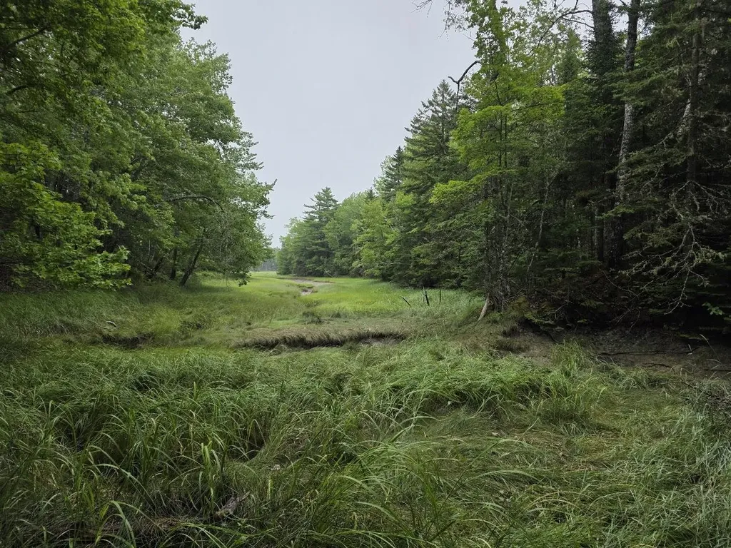 Lot 175 Poplar Lane Milbridge ME 04658