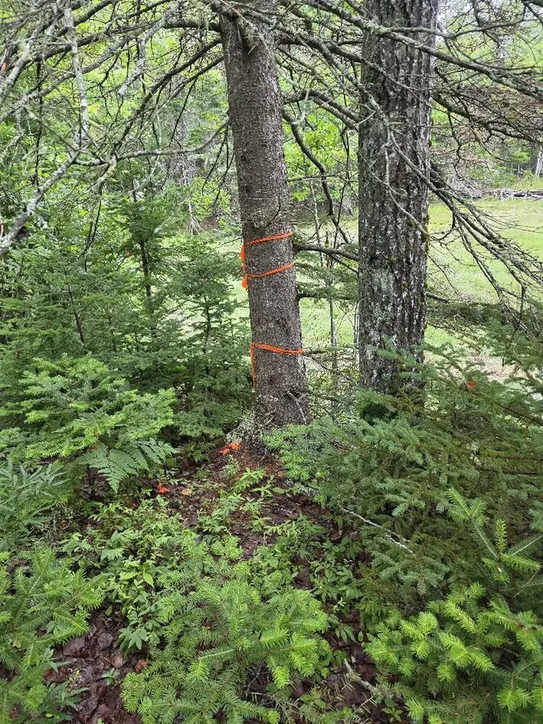 Lot 175 Poplar Lane Milbridge ME 04658