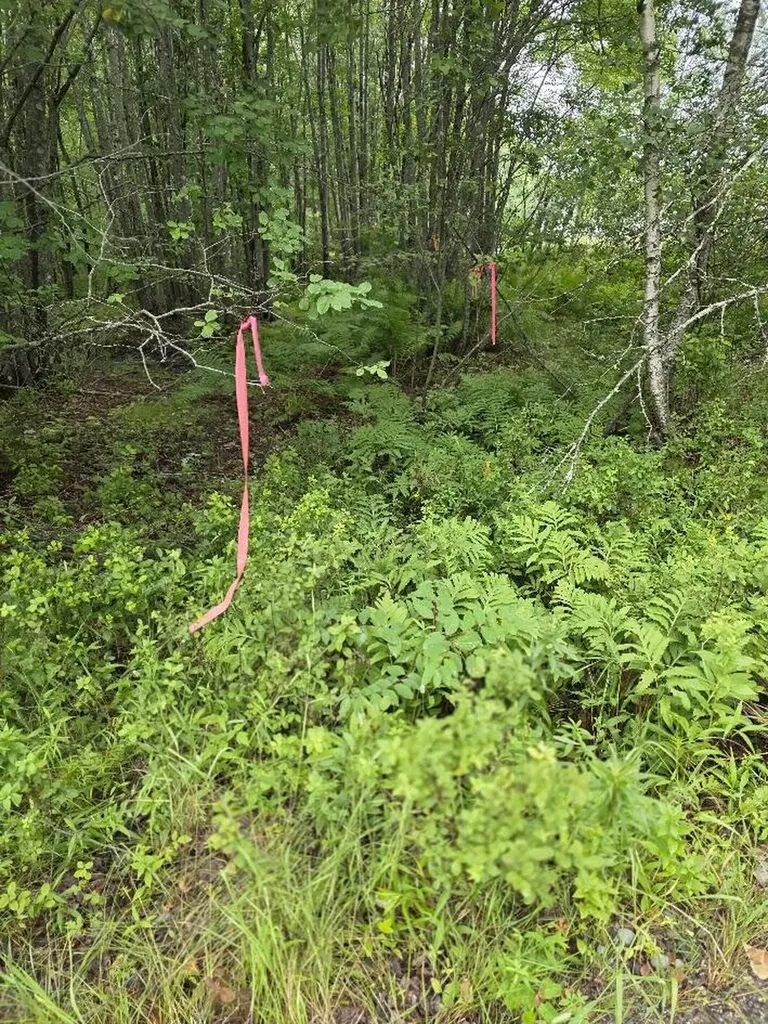Lot 175 Poplar Lane Milbridge ME 04658
