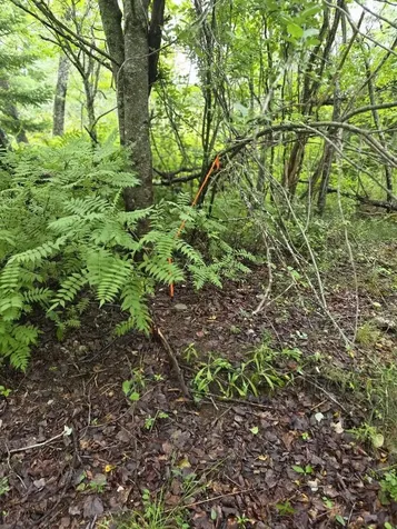 Lot 175 Poplar Lane Milbridge ME 04658