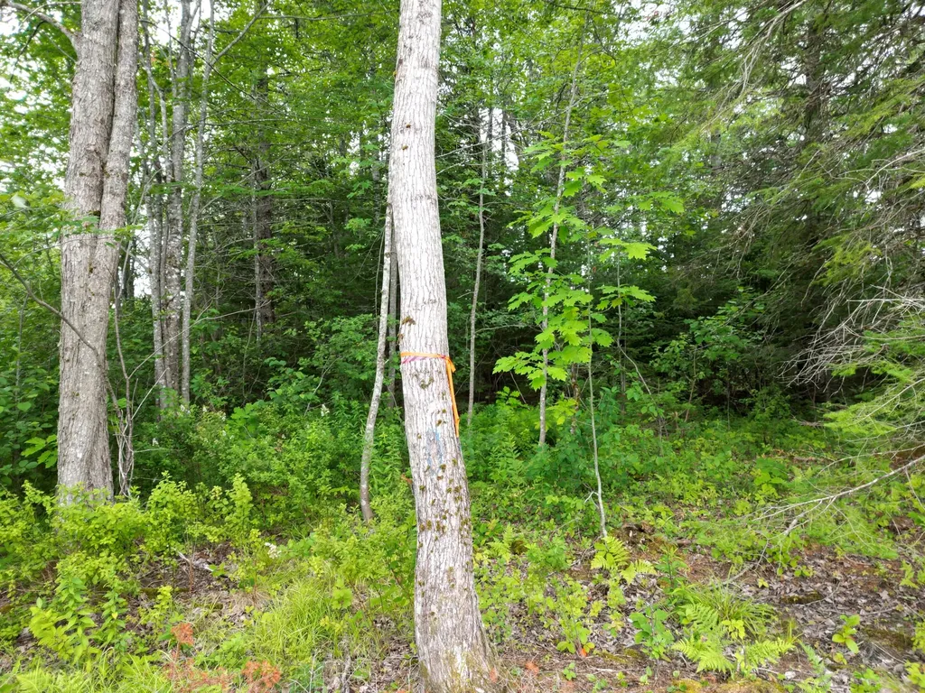 Lot 16 Route 1 Brookton Twp ME 04413