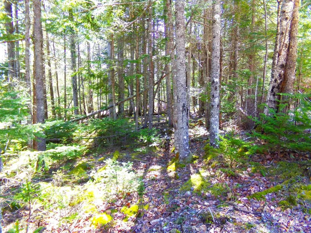 14 Woods Road Steuben ME 04680
