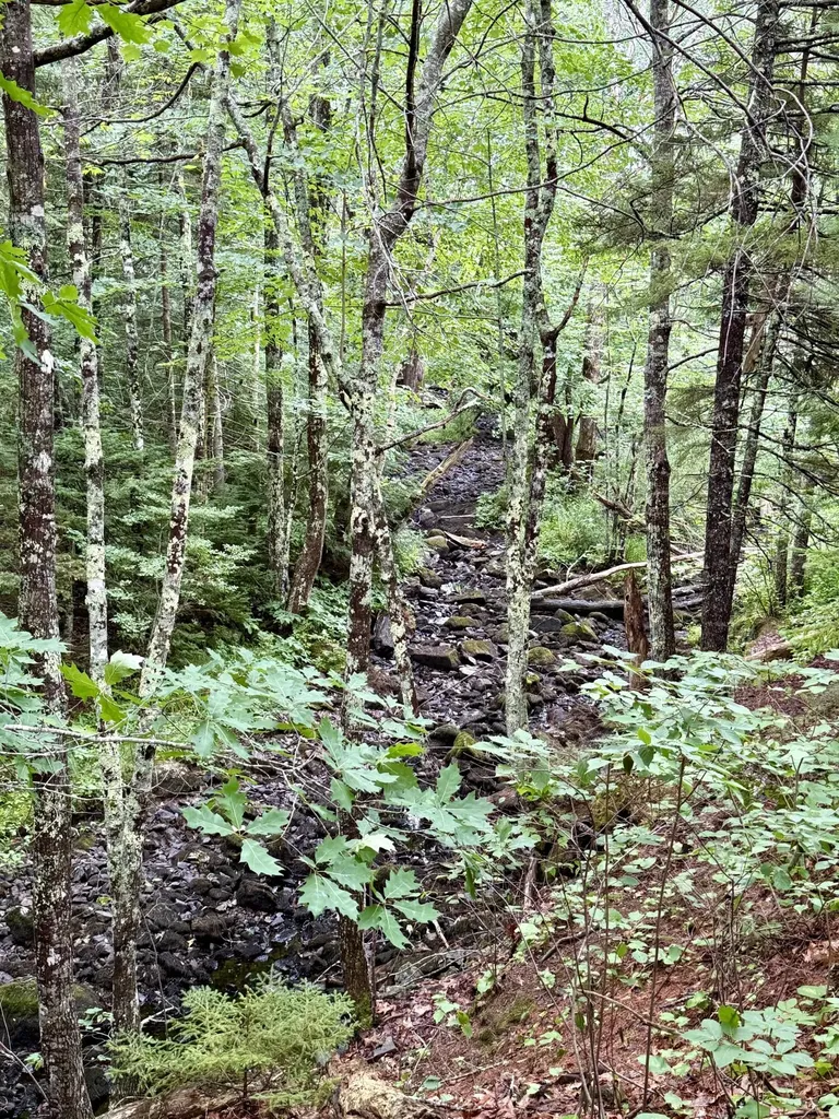 Lot 35 Guzzle Road Gouldsboro ME 04607