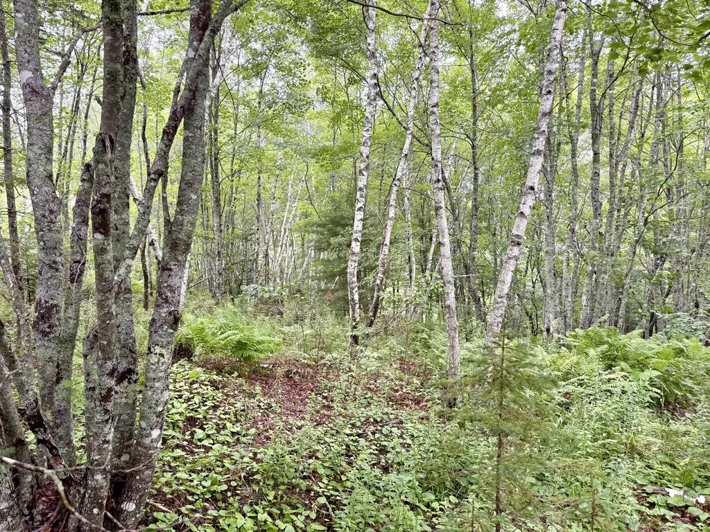 Lot 35 Guzzle Road Gouldsboro ME 04607