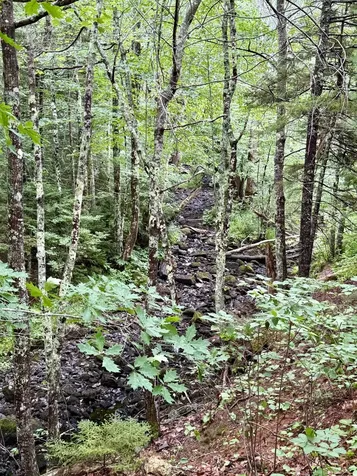 Lot 35 Guzzle Road Gouldsboro ME 04607
