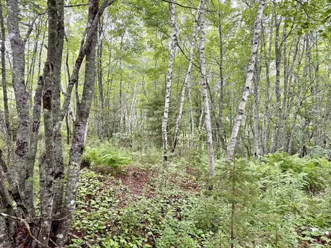 Lot 35 Guzzle Road Gouldsboro ME 04607