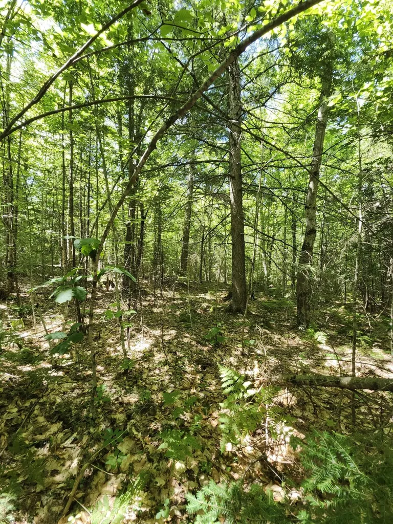 Tbd Bridgton Road Sebago ME 04029