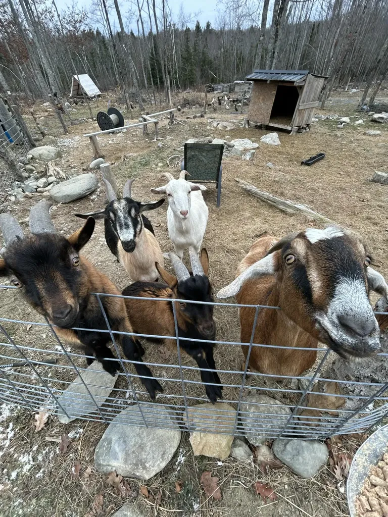 535 Betts Road Bucksport ME 04474