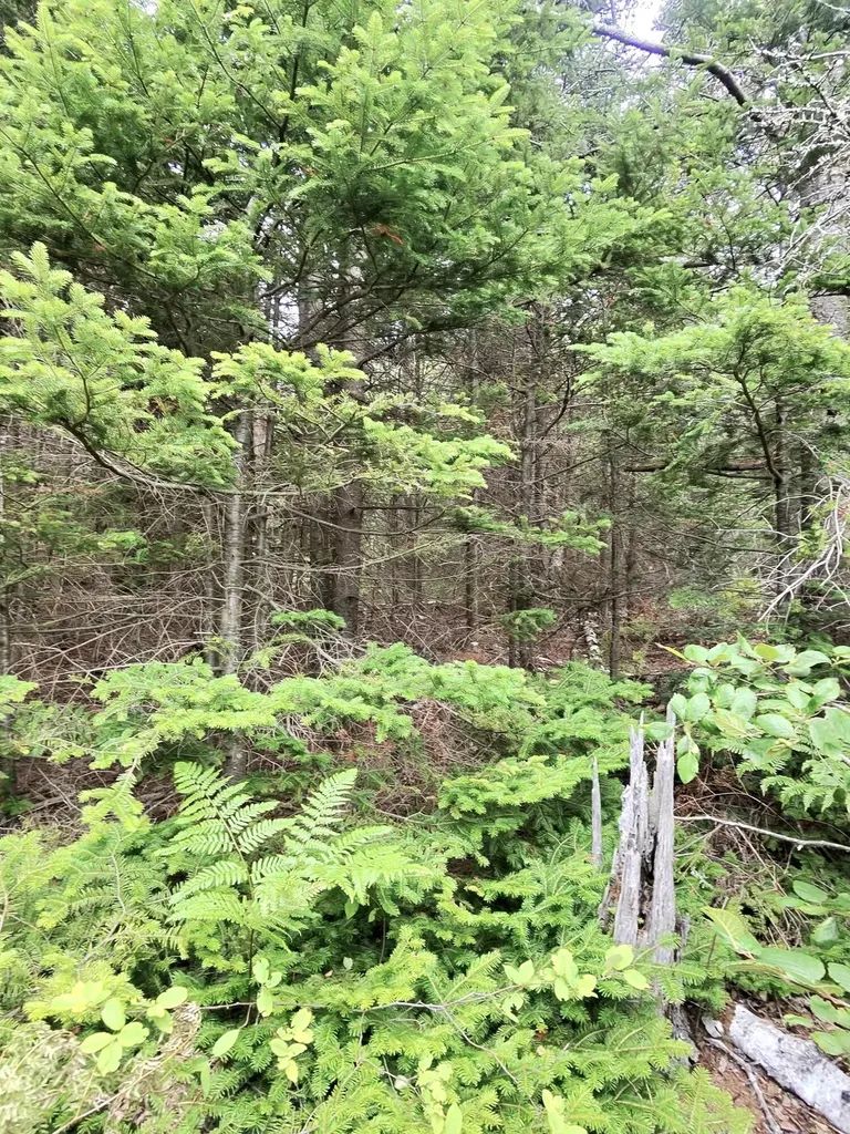 1 Sunset Drive Eastport ME 04631