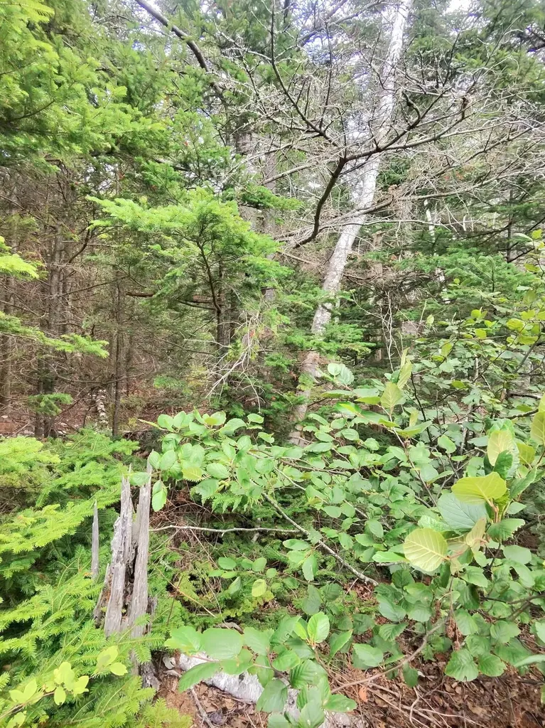 1 Sunset Drive Eastport ME 04631
