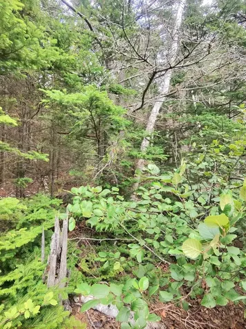1 Sunset Drive Eastport ME 04631