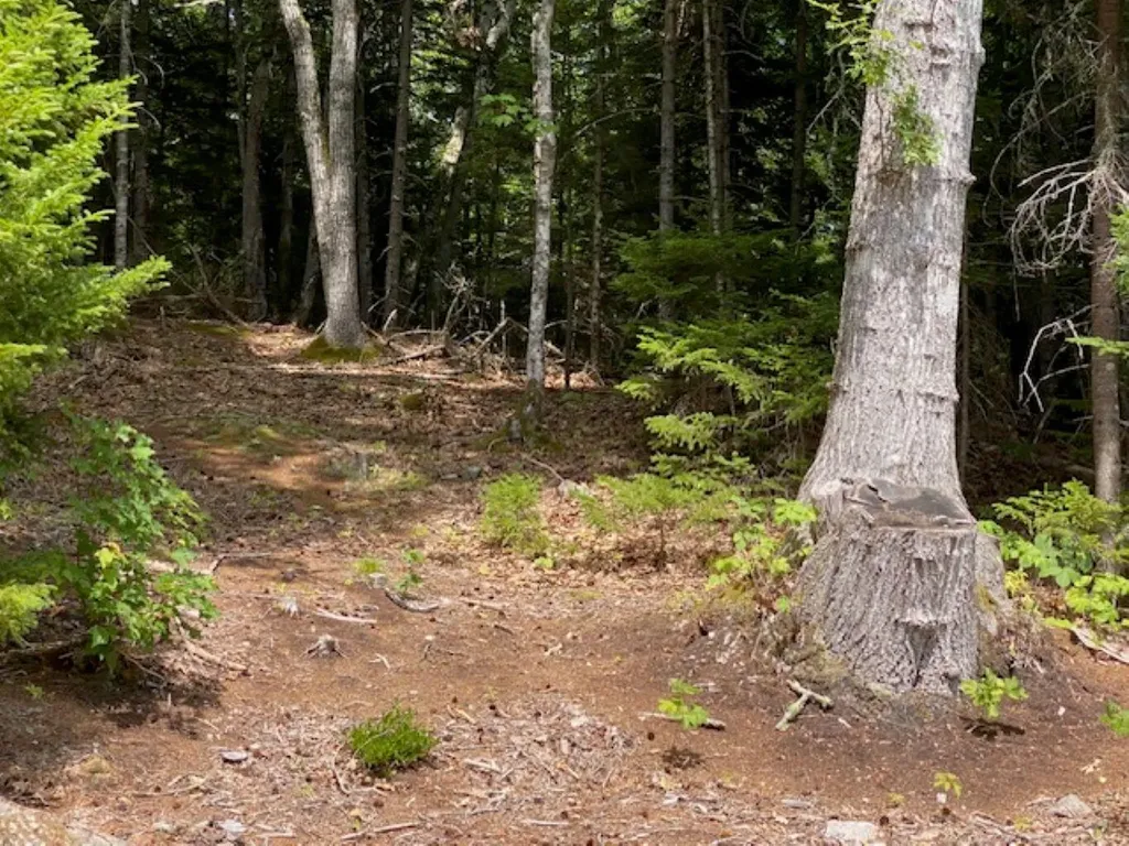 Lot 6 Bunchberry Lane Bristol ME 04554