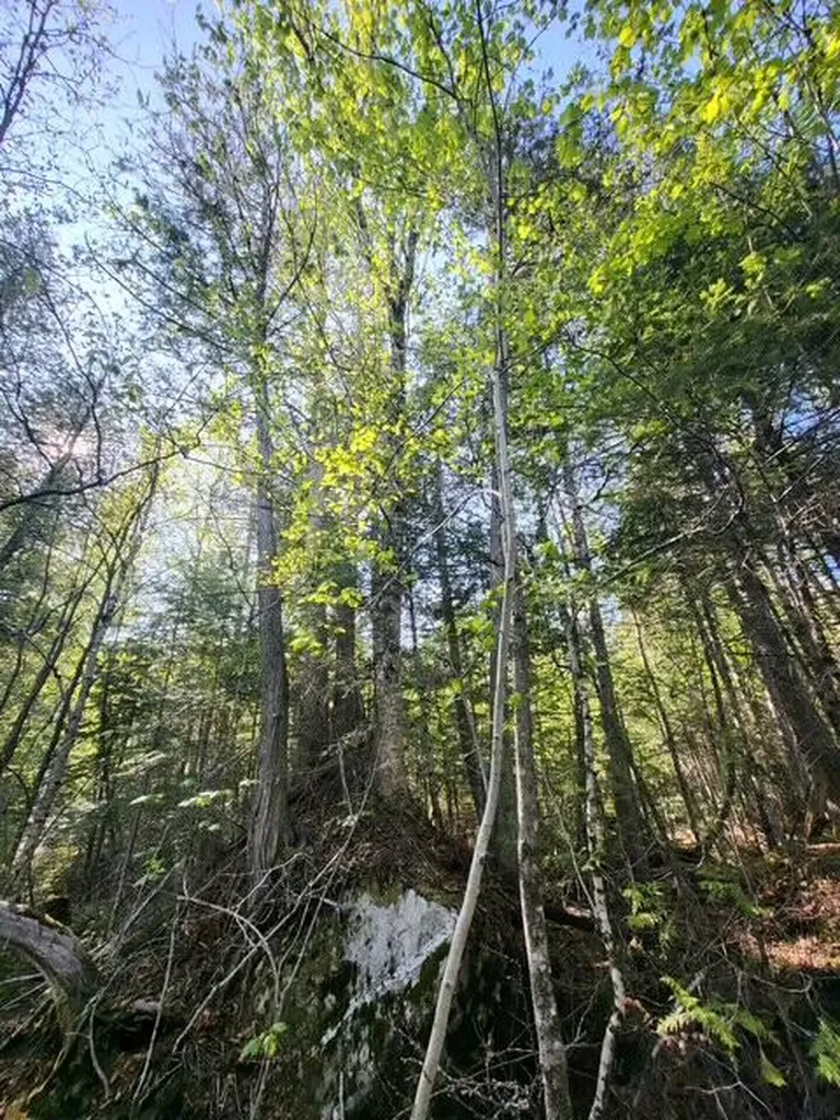 Lot 2 Morrison Brook Acres Oakfield ME 04763
