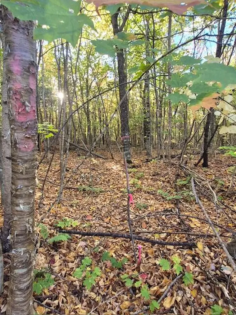 Lot 2 Morrison Brook Acres Oakfield ME 04763