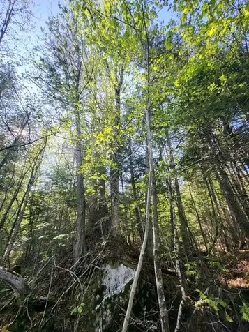 Lot 2 Morrison Brook Acres Oakfield ME 04763
