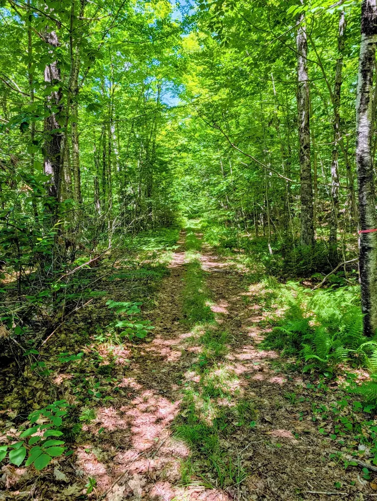 Lot 42 Beech Hill Road Madrid Twp ME 04966
