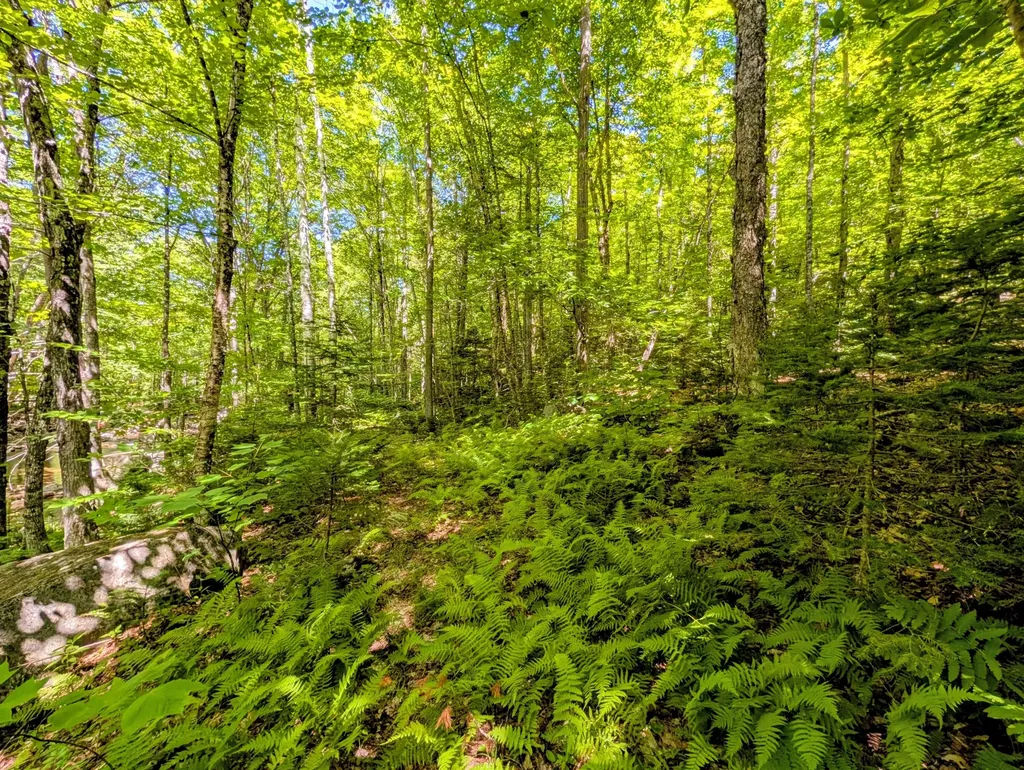 Lot 42 Beech Hill Road Madrid Twp ME 04966