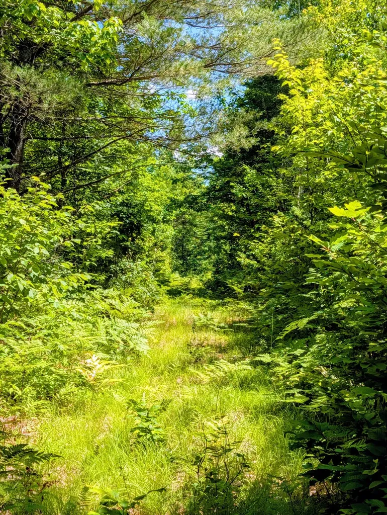 Lot 42 Beech Hill Road Madrid Twp ME 04966