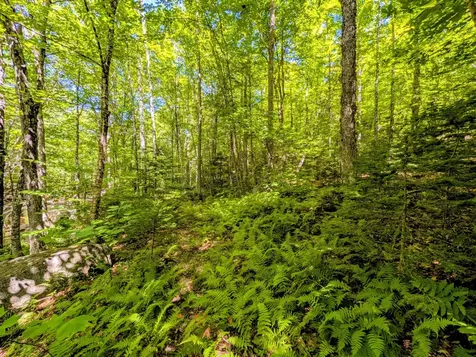Lot 42 Beech Hill Road Madrid Twp ME 04966